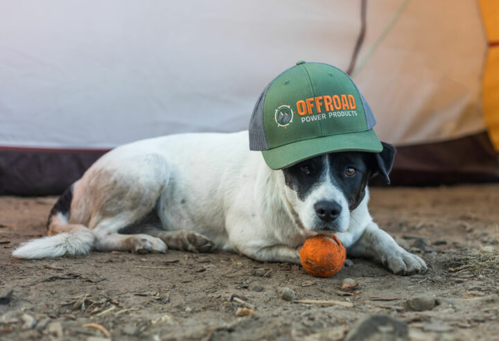 Camping with Dogs